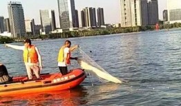 合肥天鹅湖最新爆料微博,揭秘湖畔新景观与生态变迁