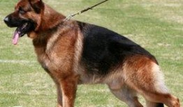 狼狗最新爆料图片大全大图,高清大图揭秘神秘瞬间